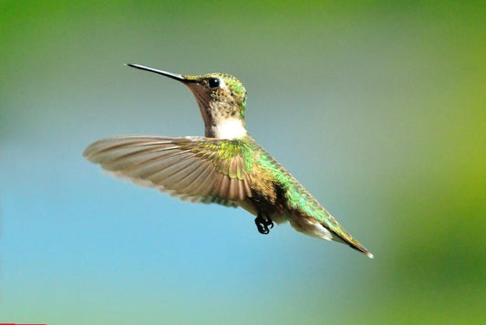 Ruby-Throated Hummingbird in Flight | Bird Photography Print | Wildlife Poster - Photography Poster