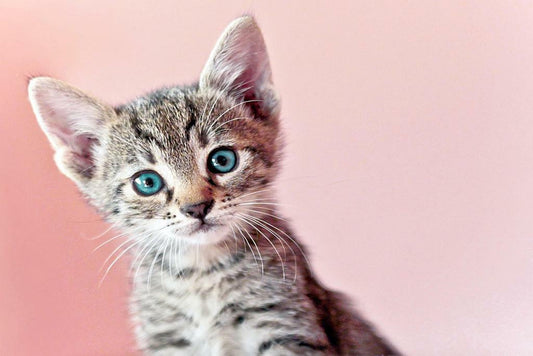 Cute Baby Kitten Posing for the Camera | Pet Photography Portrait | Cat Poster - Photography Poster