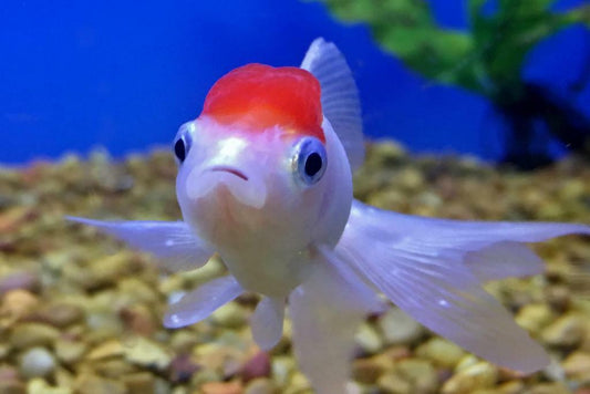 Pet Oranda Goldfish in an Aquarium | Aquatic Photography | Fish Poster - Photography Poster