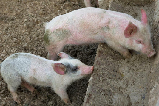 Pair of Playful Cute Little Piglets | Farm Animal Photography | Pig Poster - Photography Poster