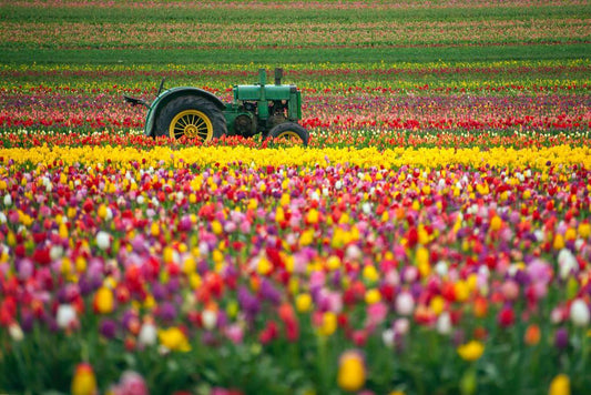 Vintage Green Tractor in a Tulip Field | Colorful Farm Photography | Holland Poster - Photography Poster