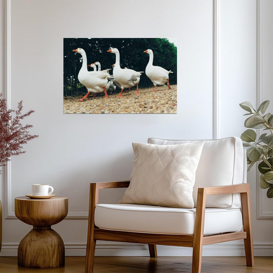 A Gaggle of Geese | Farm Bird Photography | Rural Life Poster - Photography Poster