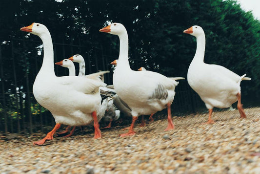 A Gaggle of Geese | Farm Bird Photography | Rural Life Poster - Photography Poster