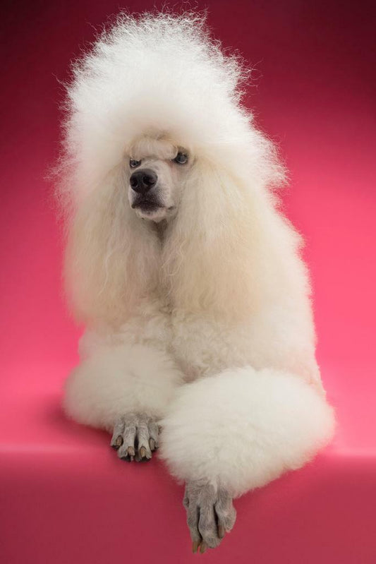 Fluffy White Standard Poodle | Dog Portrait Photography | Pet Poster - Photography Poster