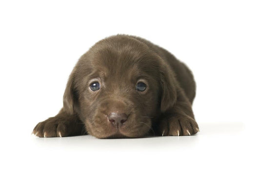 Adorable Brown Puppy Lying Down | Cute Dog Photography | Pet Portrait Poster - Photography Poster