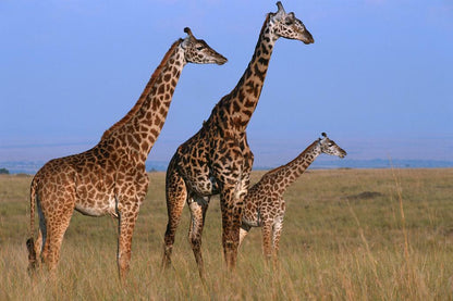 Three Giraffes in the Masai Mara Grassland | African Safari Photography | Wildlife Poster - Photography Poster