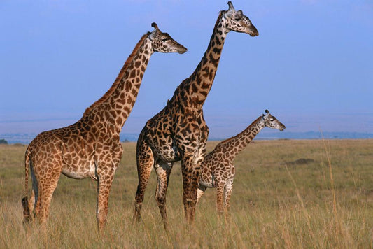 Three Giraffes in the Masai Mara Grassland | African Safari Photography | Wildlife Poster - Photography Poster