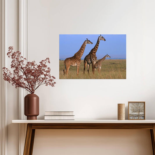 Three Giraffes in the Masai Mara Grassland | African Safari Photography | Wildlife Poster - Photography Poster