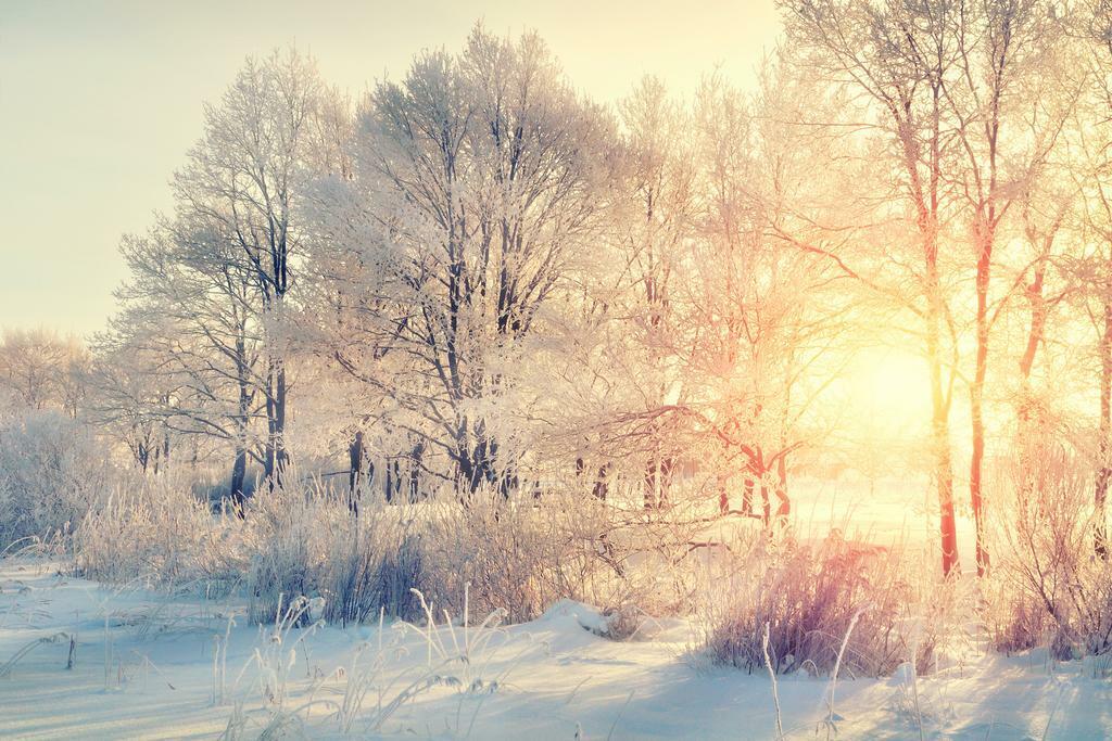 Snowy Wilderness Sunrise Poster | Winter Forest Photography | Nature Landscape Wall Art