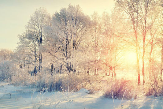 Snowy Wilderness Sunrise Poster | Winter Forest Photography | Nature Landscape Wall Art