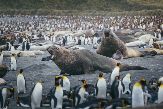 Elephant Seals Fighting Surrounded by Penguins | Wildlife Photography | Nature Poster - Photography Poster