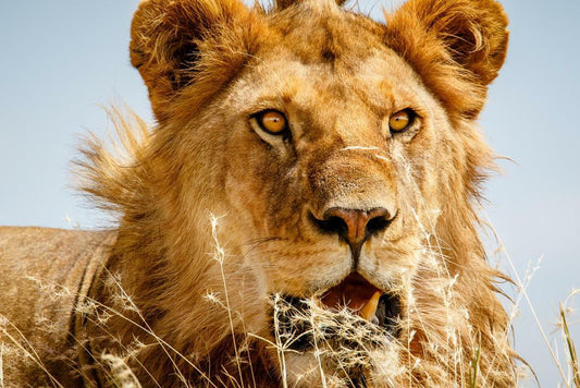 Lion Overlooking the Savanna at Sunset | African Wildlife Photography | Safari Poster - Photography Poster