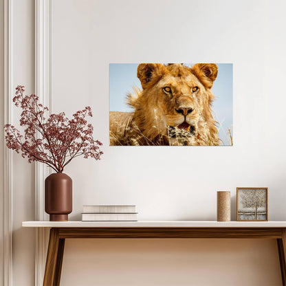 Lion Overlooking the Savanna at Sunset | African Wildlife Photography | Safari Poster - Photography Poster