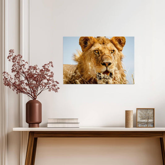 Lion Overlooking the Savanna at Sunset | African Wildlife Photography | Safari Poster - Photography Poster