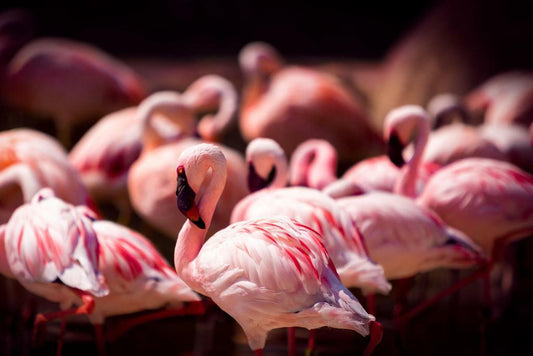 Pink Flamingos at the Memphis Zoo | Tennessee Wildlife Photography | Bird Poster - Photography Poster