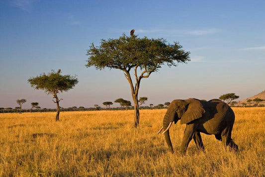 Elephant on an African Savanna | Wildlife Photography Print | Safari Wall Art Poster - Photography Poster