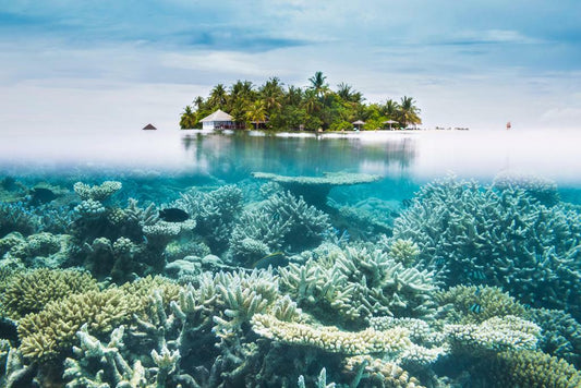 Maldives Half-Underwater View | Tropical Photography Print | Ocean Life Poster - Photography Poster
