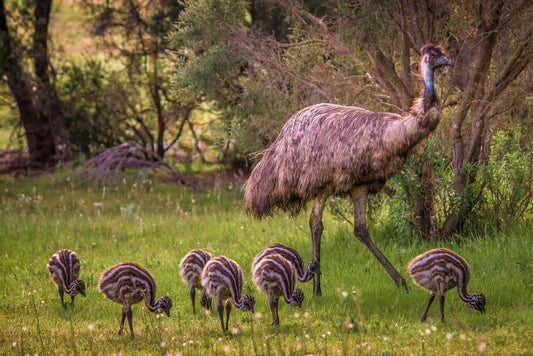 Emu with Seven Babies | Australian Wildlife Photography | Bird Poster - Photography Poster