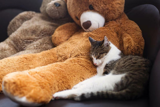 Sweet Cat Sleeping Near a Teddy Bear | Cute Animal Photography | Pet Poster - Photography Poster