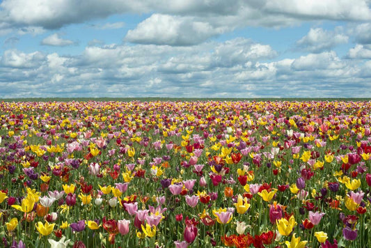 Tulip Fields in Oregon | Floral Landscape Photography | Spring Poster - Photography Poster