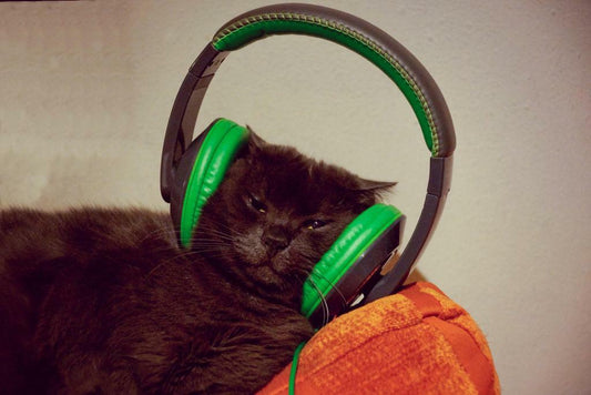 Cool Cat with Headphones | Funny Animal Photography | Humorous Pet Poster - Photography Poster