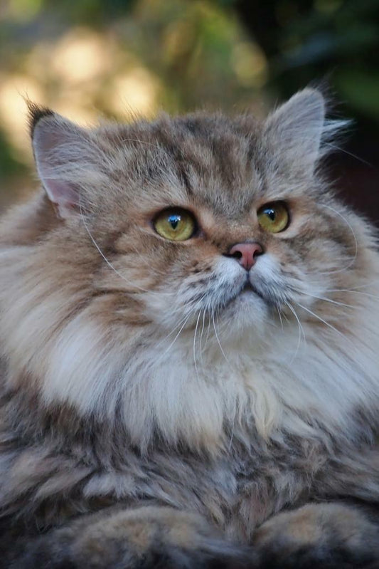 Cute Long Haired Cat Portrait | Fluffy Pet Photography | Animal Poster - Photography Poster