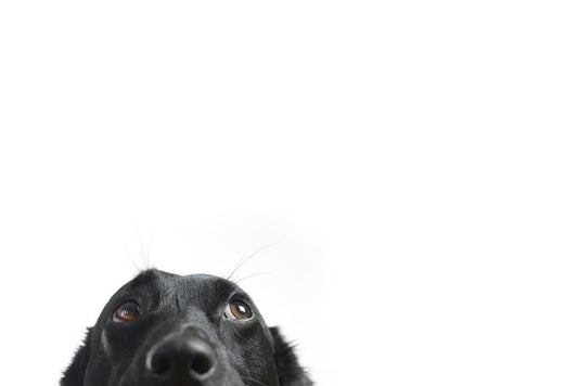 Cute Black Dog Peeking | Funny Animal Photography | Humorous Pet Poster - Photography Poster