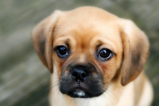 Sad Puppy with Worried Eyes | Cute Dog Photography | Emotional Pet Poster - Photography Poster