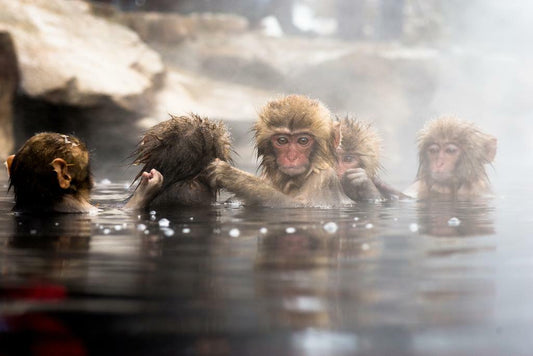 Japanese Macaque Snow Monkey | Wildlife Photography Print | Animal Wall Poster