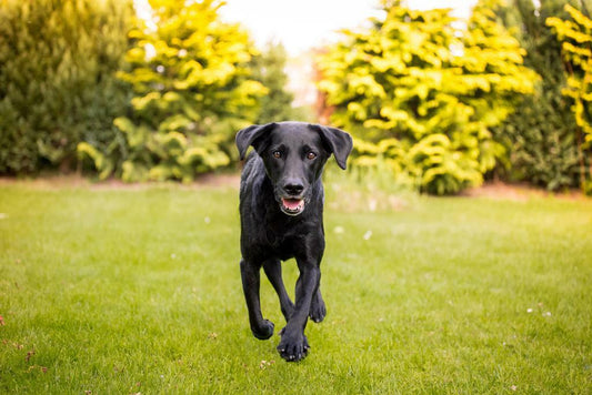 Black Labrador Running Through a Field | Action Dog Photography | Pet Poster - Photography Poster