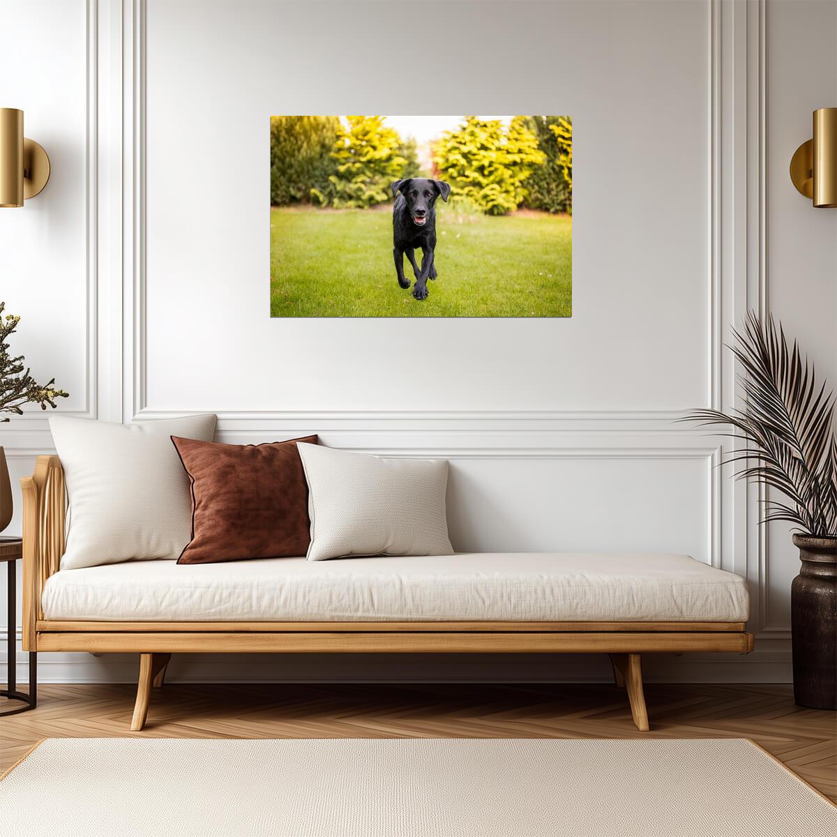 Black Labrador Running Through a Field | Action Dog Photography | Pet Poster - Photography Poster