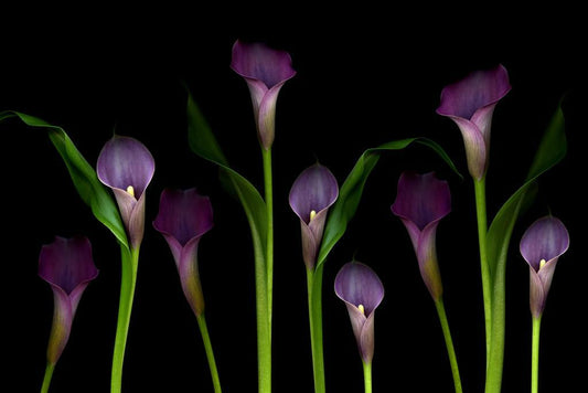 Purple Calla Lilies | Floral Photography Print | Botanical Wall Art Poster - Photography Poster