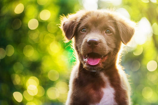 Cute Brown Puppy Outside | Pet Photography | Adorable Dog Poster - Photography Poster