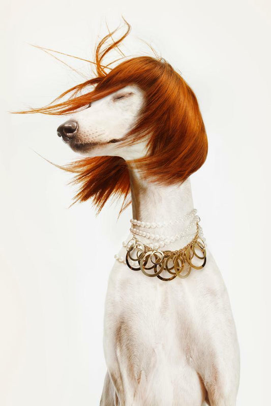 Dog in a Stylish Outfit | Fashion Pet Photography | Humorous Animal Poster - Photography Poster