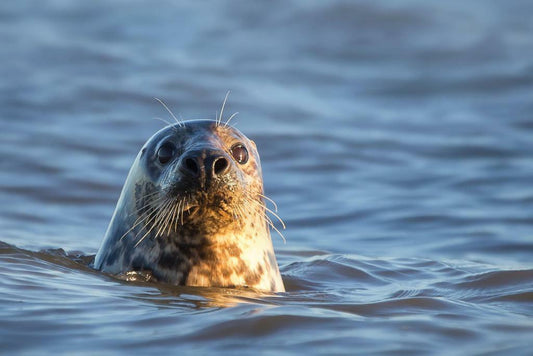 Grey Seal in the Water | Marine Wildlife Photography | Animal Portrait Poster - Photography Poster