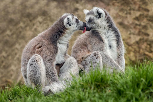 Two Lemurs in Love | Cute Animal Photography | Wildlife Couple Poster - Photography Poster
