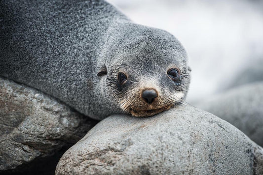 Antarctic Fur Seal Portrait | Wildlife Photography | Animal Poster - Photography Poster
