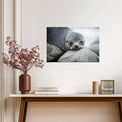 Antarctic Fur Seal Portrait | Wildlife Photography | Animal Poster - Photography Poster