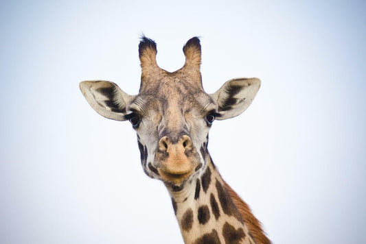 Giraffe Close Up Portrait | African Wildlife Photography | Animal Poster - Photography Poster