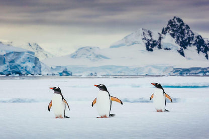 Trio of Gentoo Penguins in Antarctica | Wildlife Photography | Bird Poster - Photography Poster