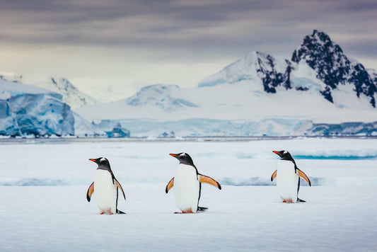 Trio of Gentoo Penguins in Antarctica | Wildlife Photography | Bird Poster - Photography Poster