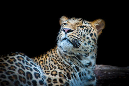 Leopard Face Detail Close Up | Big Cat Photography | Wildlife Poster - Photography Poster