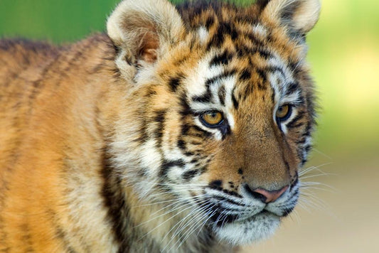 Tiger Cub Close Up | Cute Wildlife Photography | Baby Animal Poster - Photography Poster