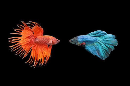 Siamese Fighting Fish (Betta) | Underwater Photography | Aquatic Art Poster - Photography Poster