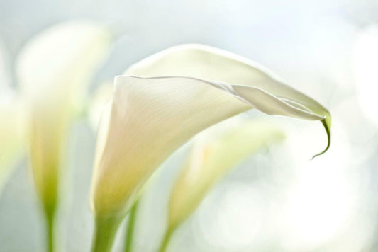 White Calla Lilies | Floral Photography Print | Botanical Wall Art Poster - Photography Poster