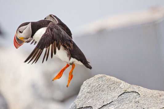 Atlantic Puffin Leaping from a Cliff | Bird Photography | Wildlife Poster - Photography Poster