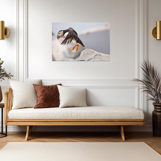 Atlantic Puffin Leaping from a Cliff | Bird Photography | Wildlife Poster - Photography Poster