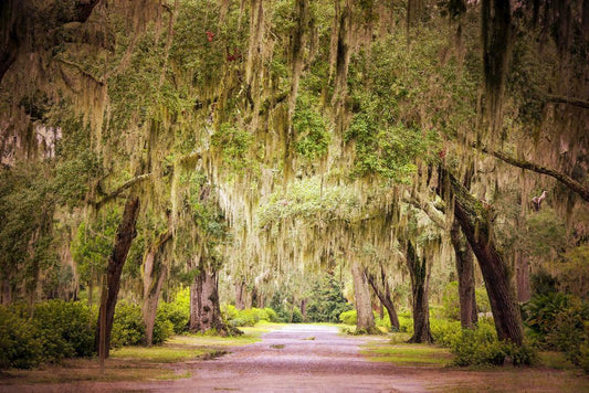 Oak Avenue at Bonaventure Cemetery | Savannah Georgia Photography | Southern Gothic Poster - Photography Poster