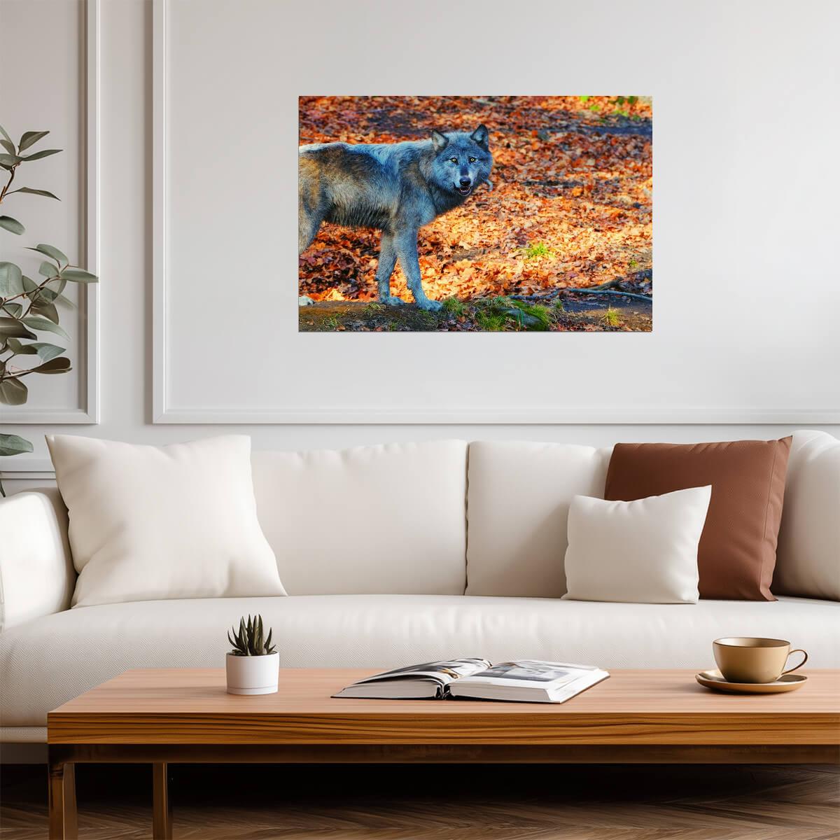 Pacing Black Wolf | Wildlife Photography Print | Animal Poster - Photography Poster