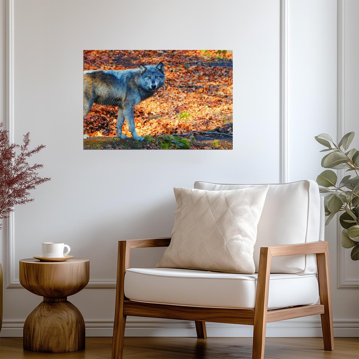 Pacing Black Wolf | Wildlife Photography Print | Animal Poster - Photography Poster
